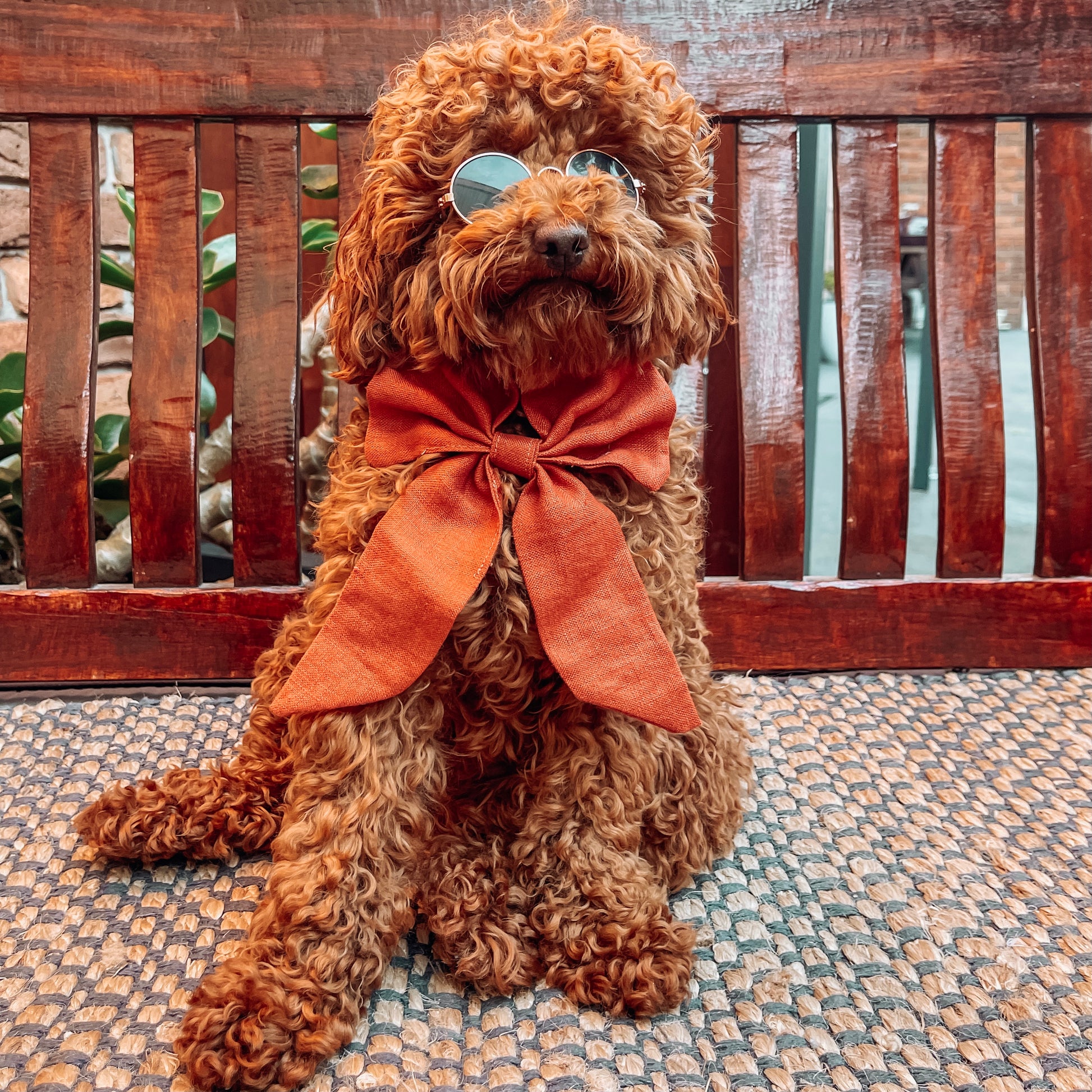 rusty orange dog bow 