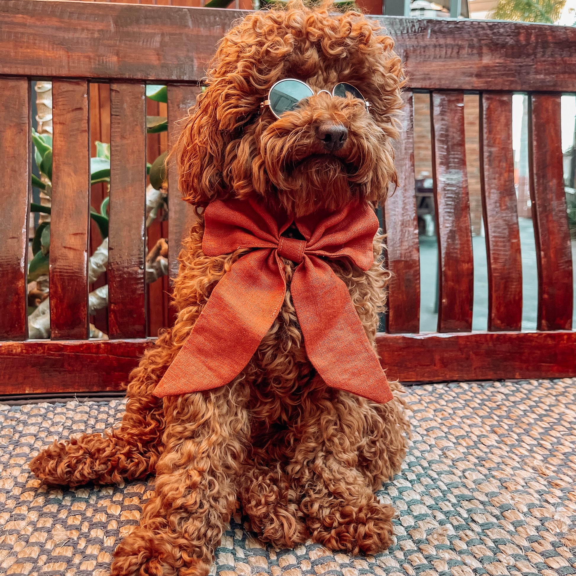 orange dog sailor bow 
