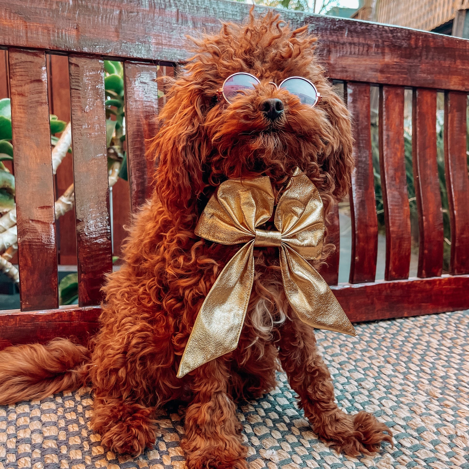 gold dog christmas  bow 
